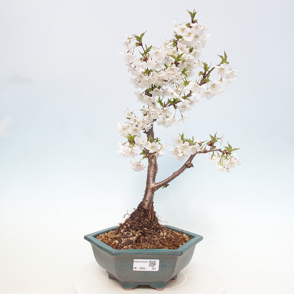 Outdoor bonsai - Prunus incisa Kojou-no mai-Plivon wycięty