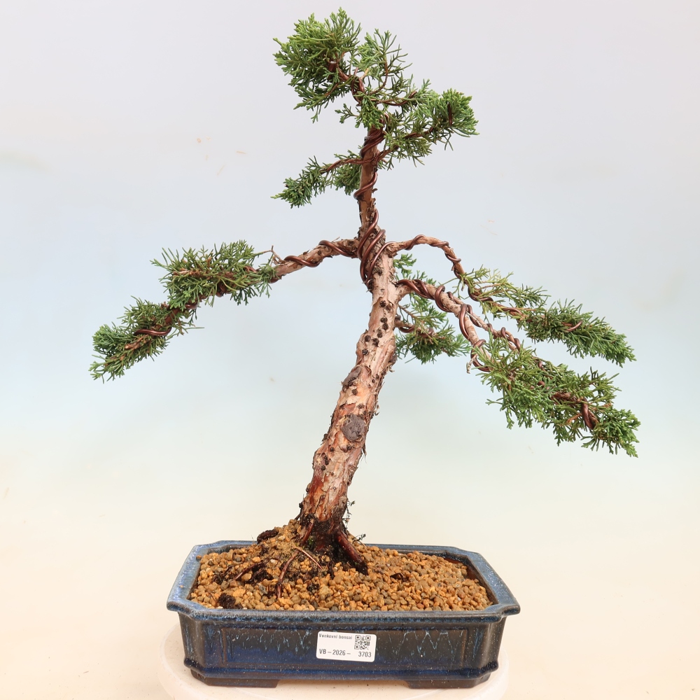 Outdoor bonsai - Juniperus chinensis Kishu