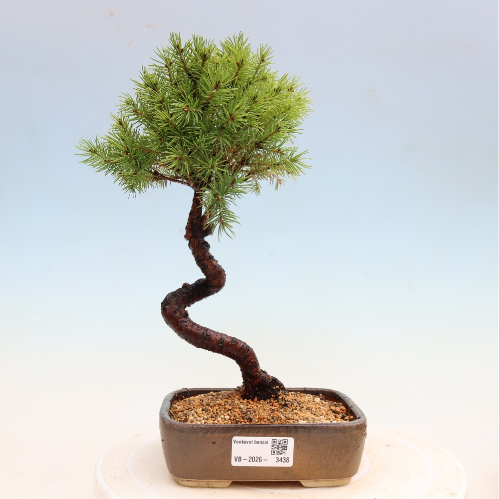 Bonsai ogrodowe – Świerk szary – Picea glauca globe