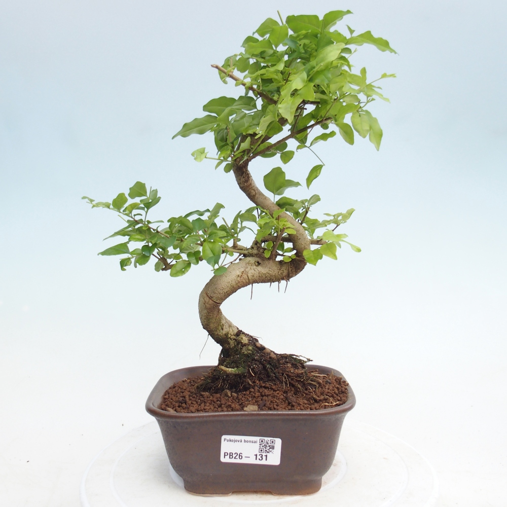 Pokój bonsai - Ligustrum chinensis - Dziób ptaka