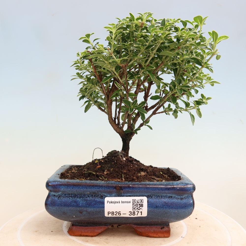 Bonsai pokojowe – Serissa foetida Variegata – Drzewo tysiąca gwiazd