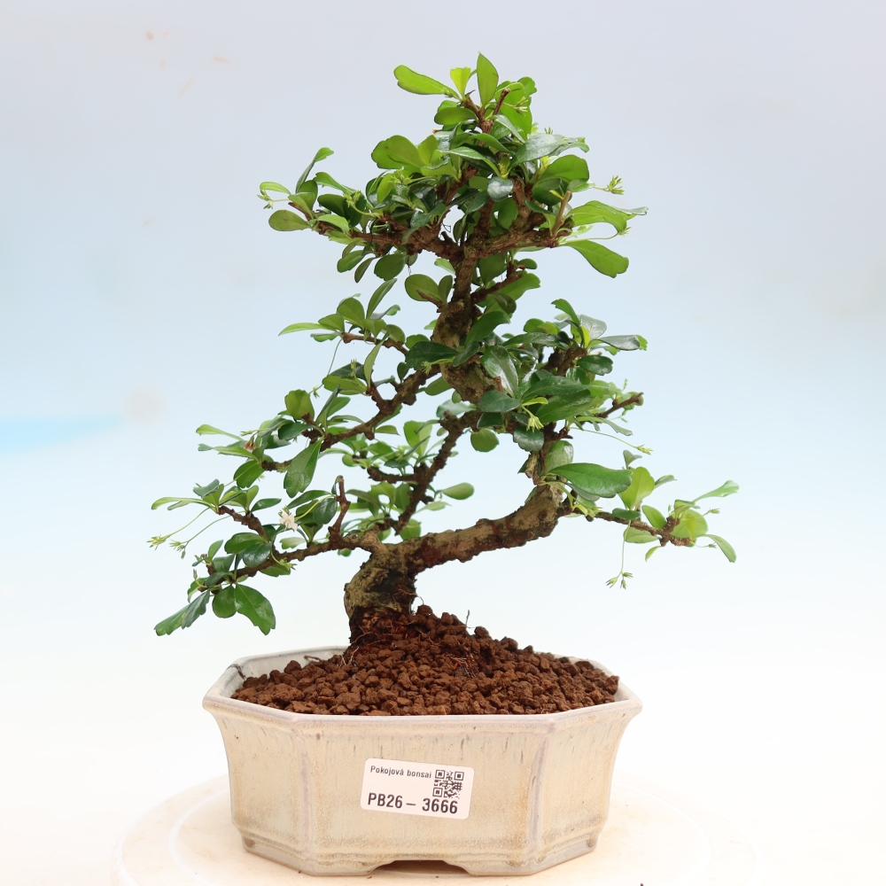 Bonsai pokojowe - Carmona macrophylla - Tea fuki