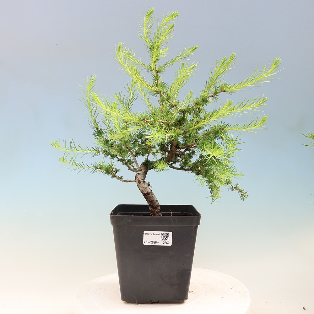 Bonsai zewnętrzne - Larix decidua - Modrzew