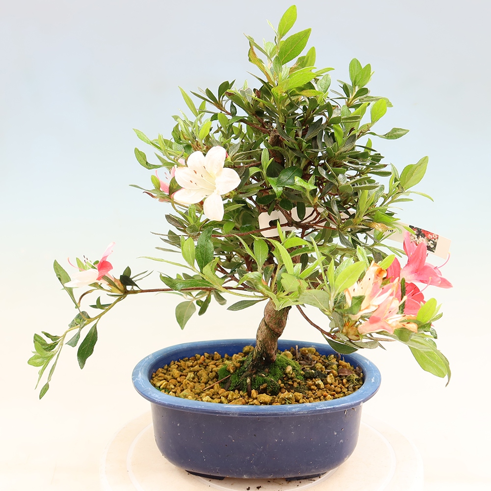 Bonsai zewnętrzne - Azalia japońska - Azalia Senhime