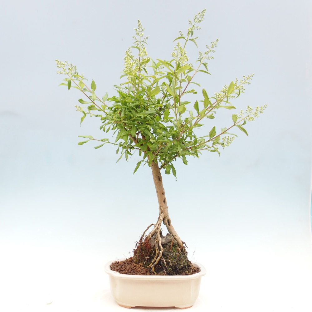 Outdoor bonsai - Ligustrum  - Widok z lotu ptaka
