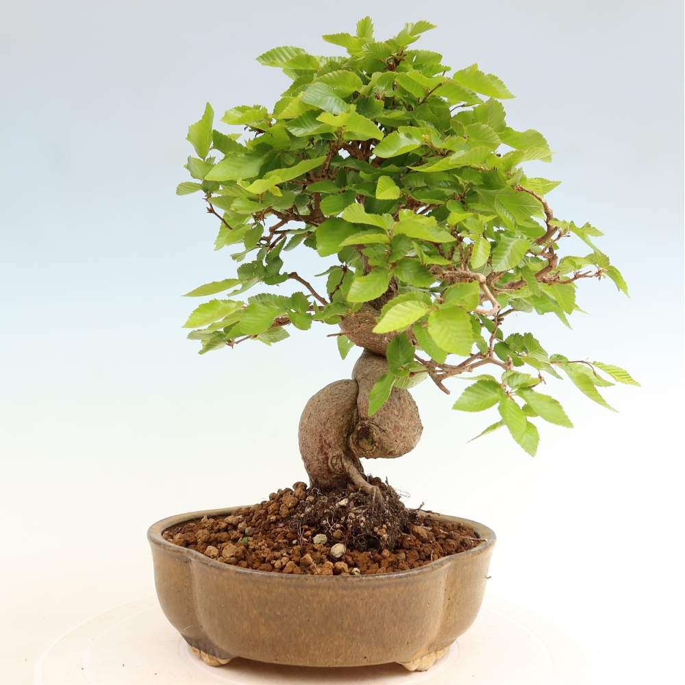 Outdoor bonsai - Carpinus coreana - grab koreański