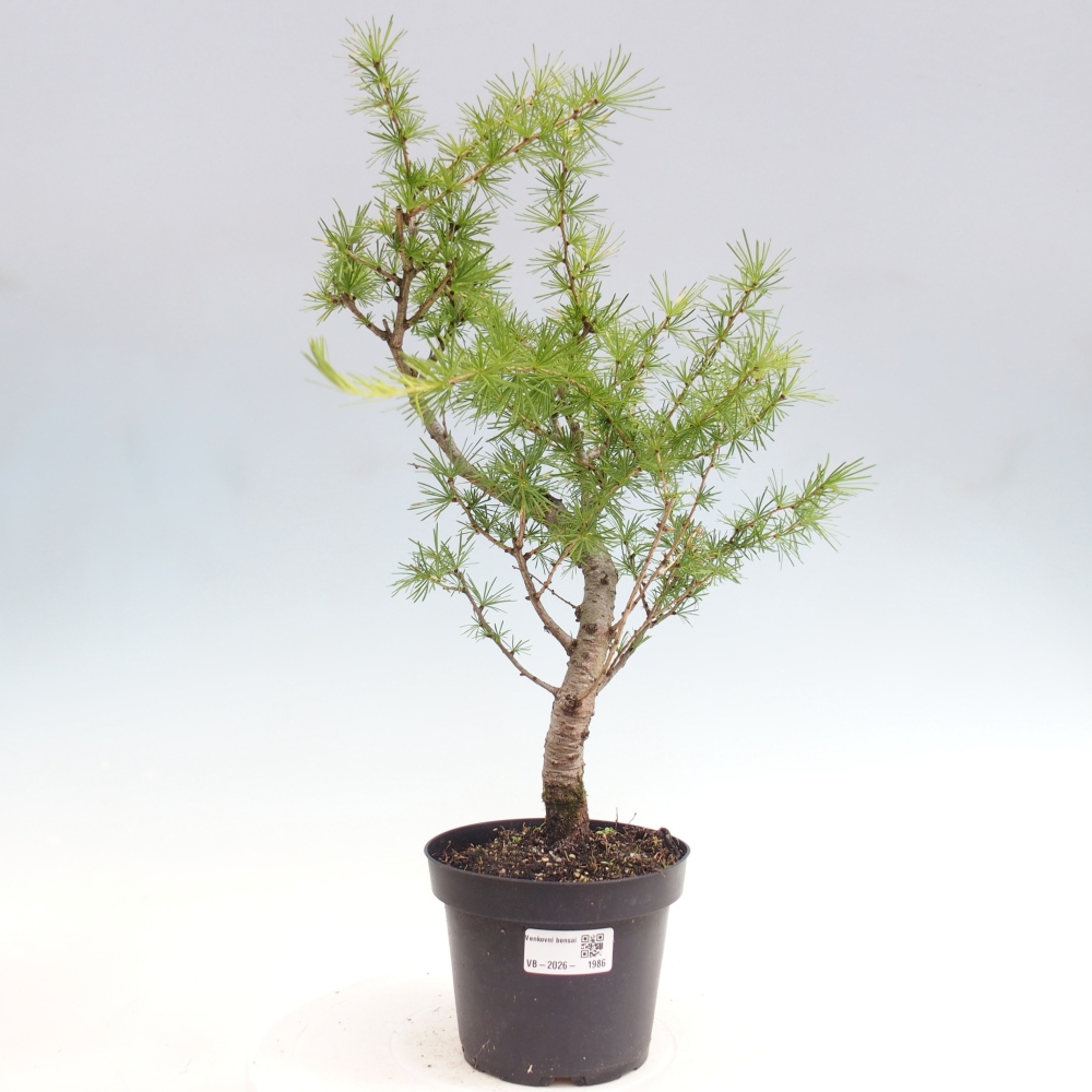 Bonsai zewnętrzne - Larix decidua - Modrzew