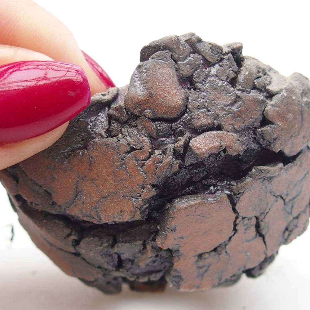 Muszla ceramiczna 6 x 6 x 4 cm, kolor brązowy