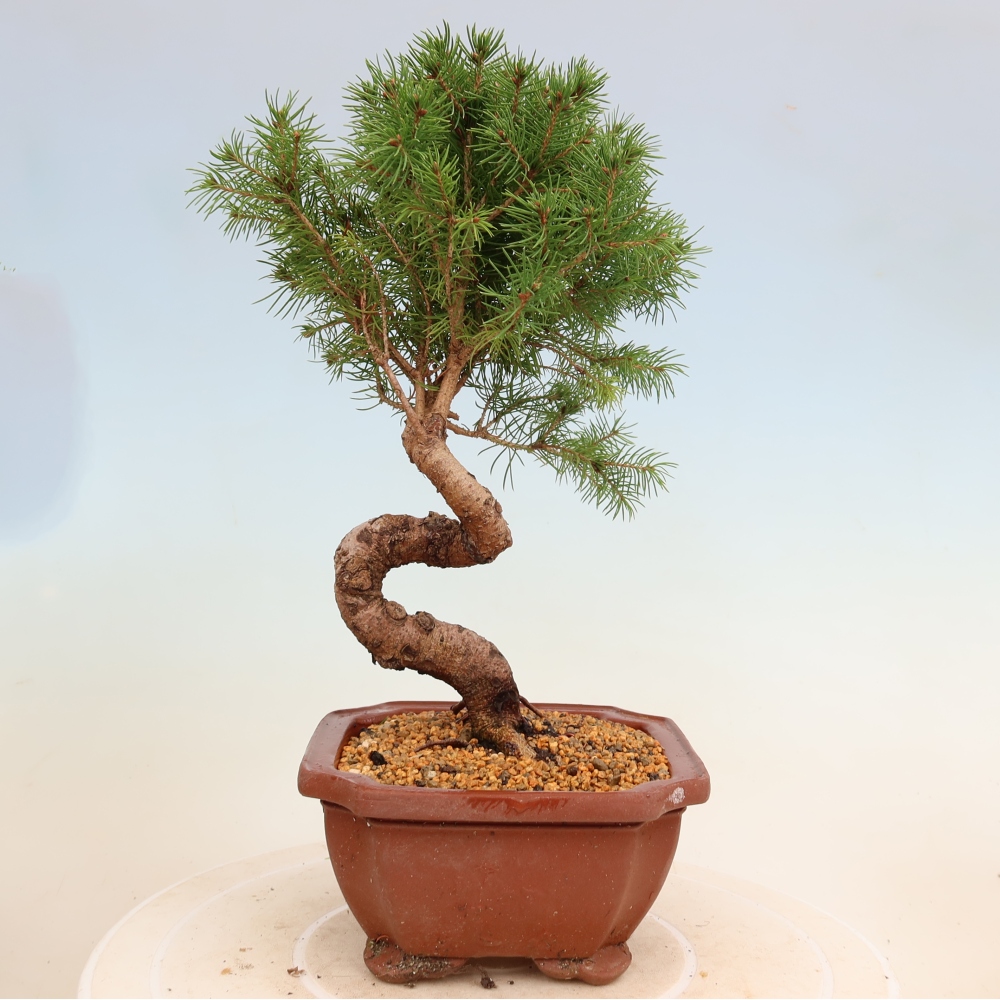 Outdoor bonsai - Świerk pospolity - Picea glauca globe