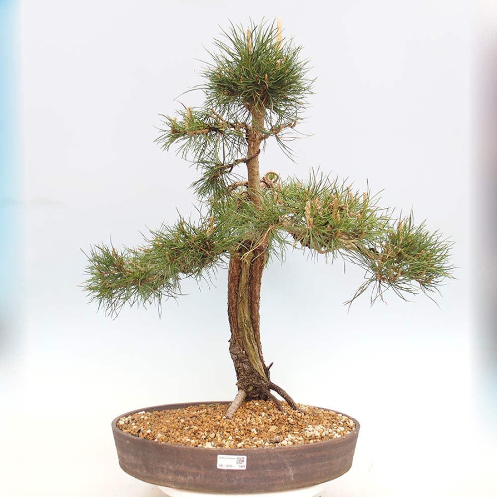 Outdoor bonsai - Pinus thunbergii - sosna Thunberga