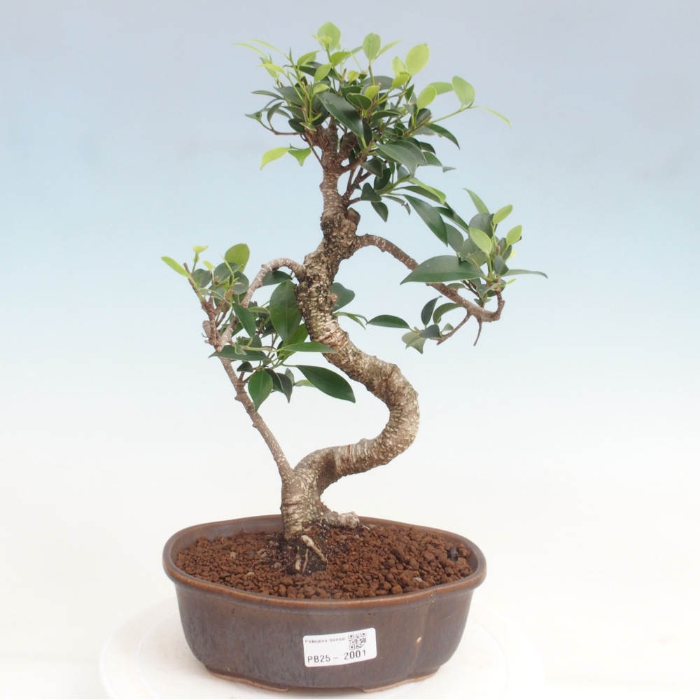 Kryty bonsai - Ficus retusa - figowiec drobnolistny