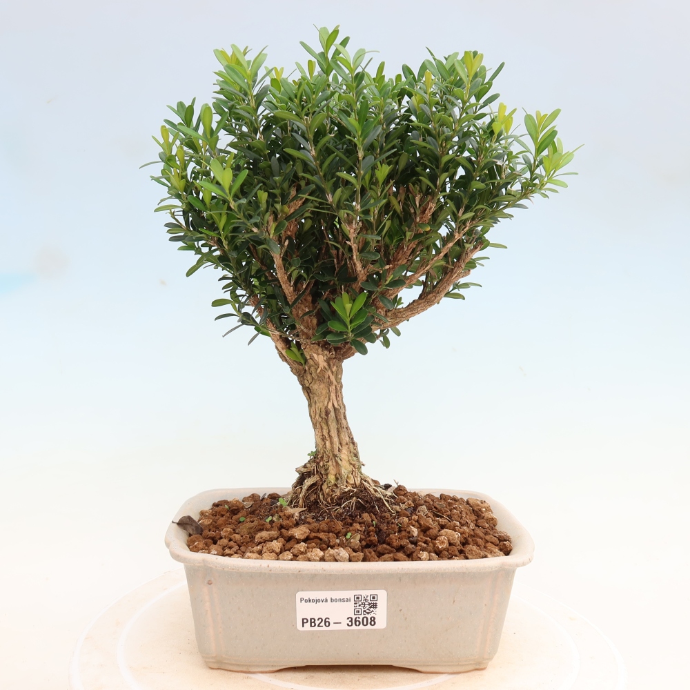 Pokój bonsai - Buxus harlandii - buxus korkowy