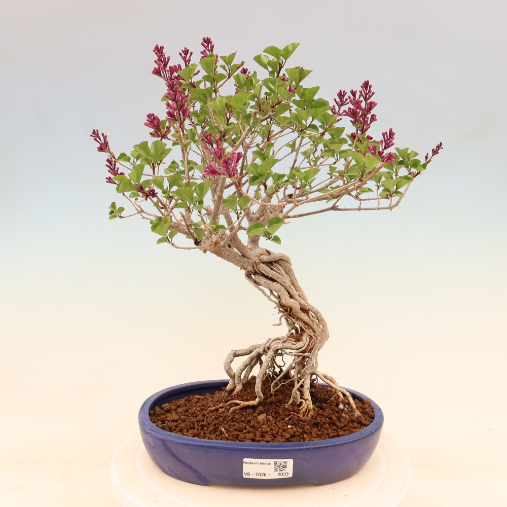 Outdoor bonsai - Syringa microphylla - liliowiec drobnokwiatowy