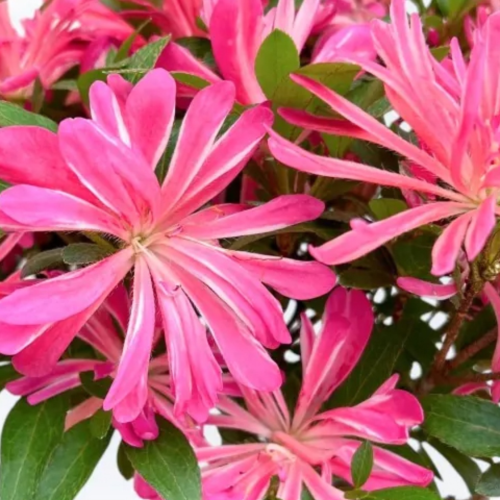 Bonsai zewnętrzne - Azalia japońska - Azalia HANABIN