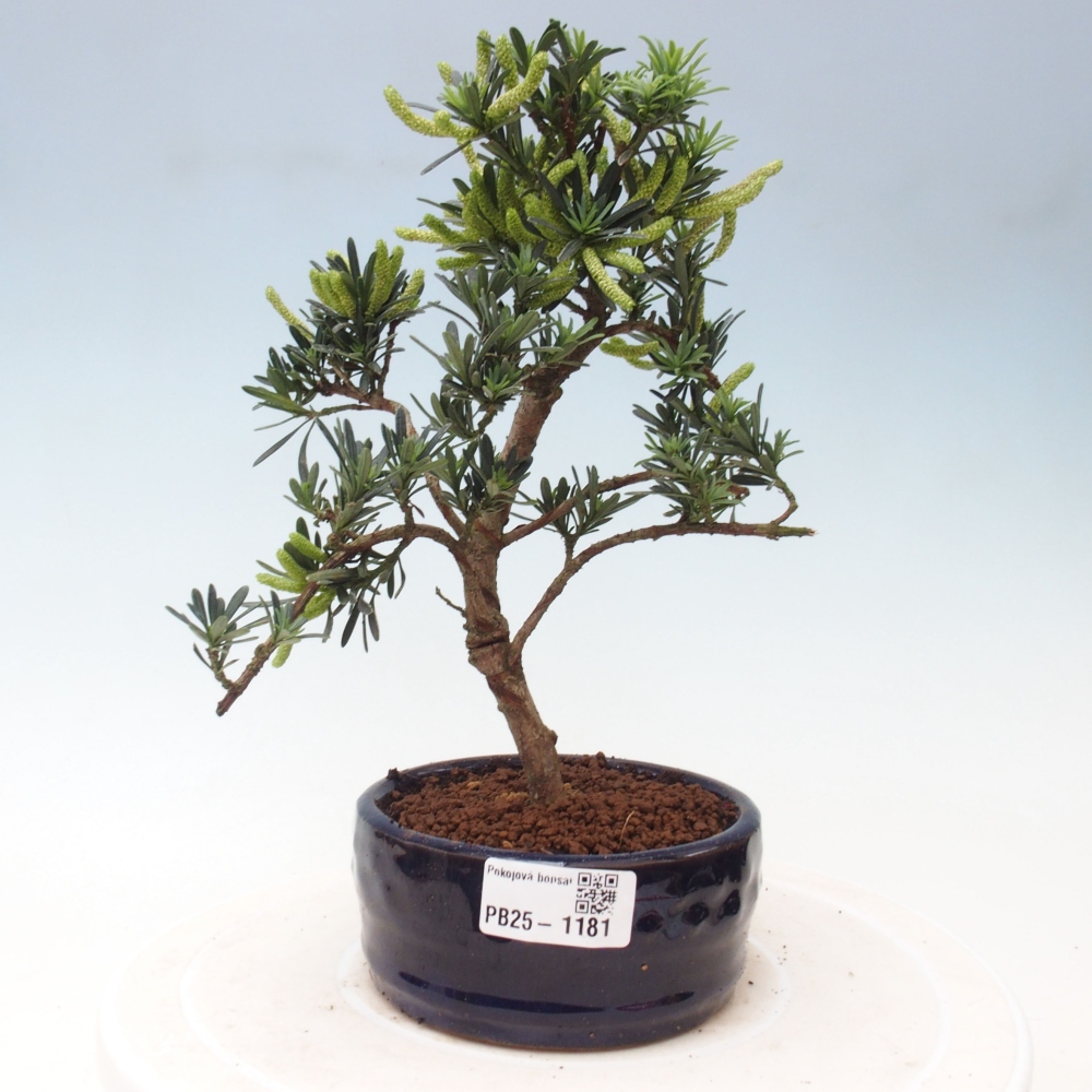 Kryty bonsai - Podocarpus - Kamień tys
