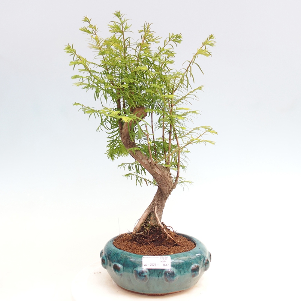 Outdoor bonsai - Metasequoia glyptostroboides - chińskie metasekvoje