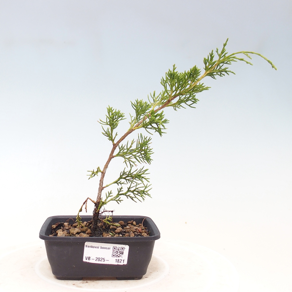 Outdoor bonsai - Juniperus chinensis Itoigawa - Jałowiec chiński