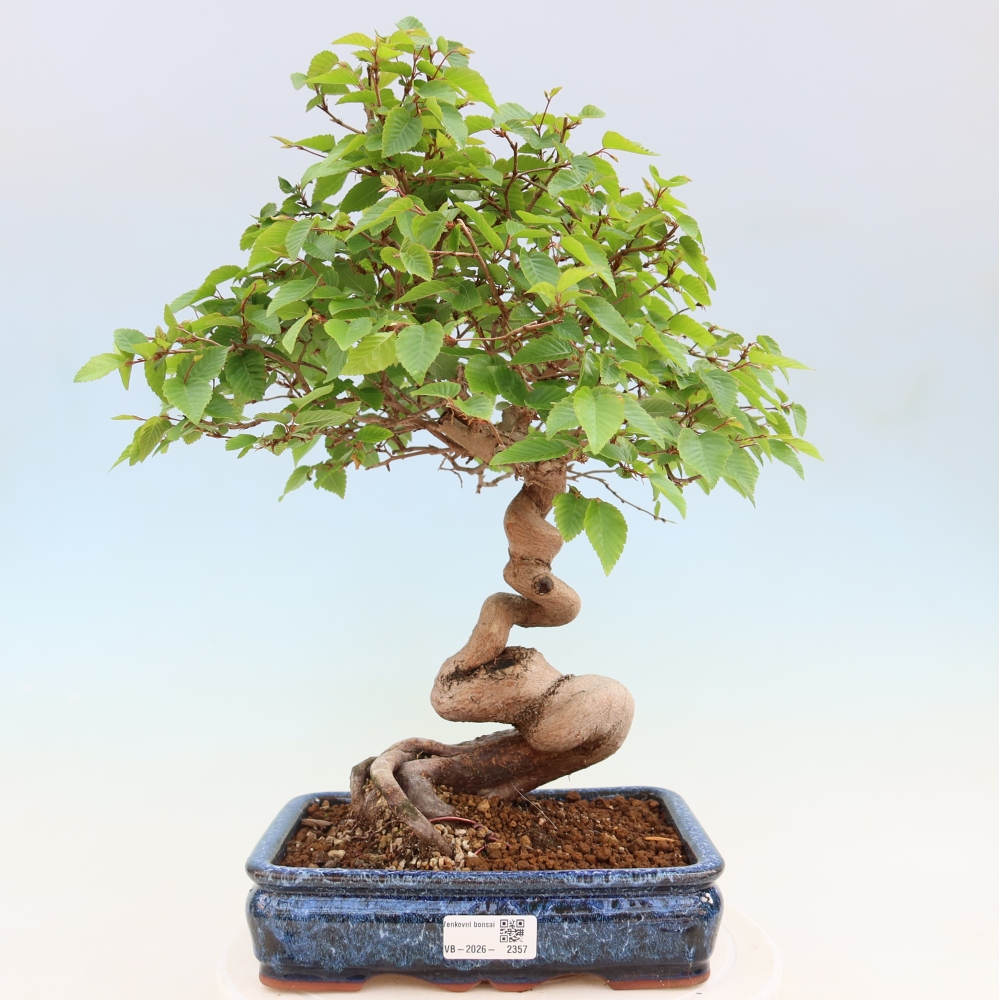 Outdoor bonsai - Carpinus coreana - grab koreański