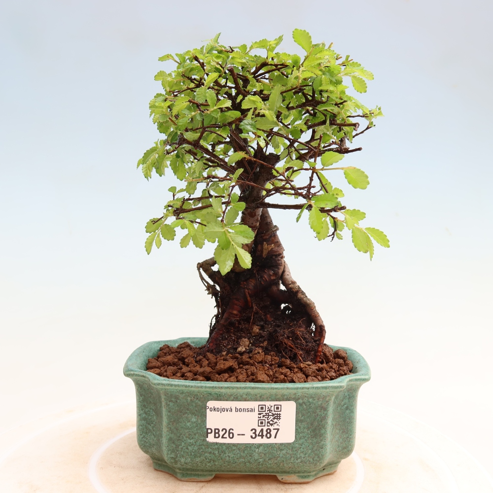Pokój bonsai - Ulmus parvifolia - Wiąz drobnolistny