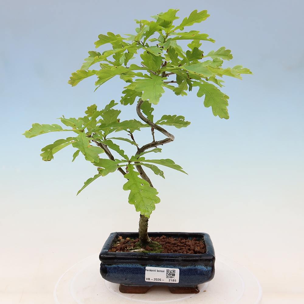 Bonsai ogrodowe – Quercus robur – Dąb letni