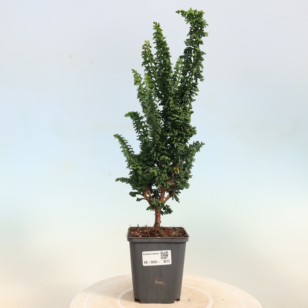 Bonsai zewnętrzne - Cham. obtusa SEKKA HINOKI - Cyprys