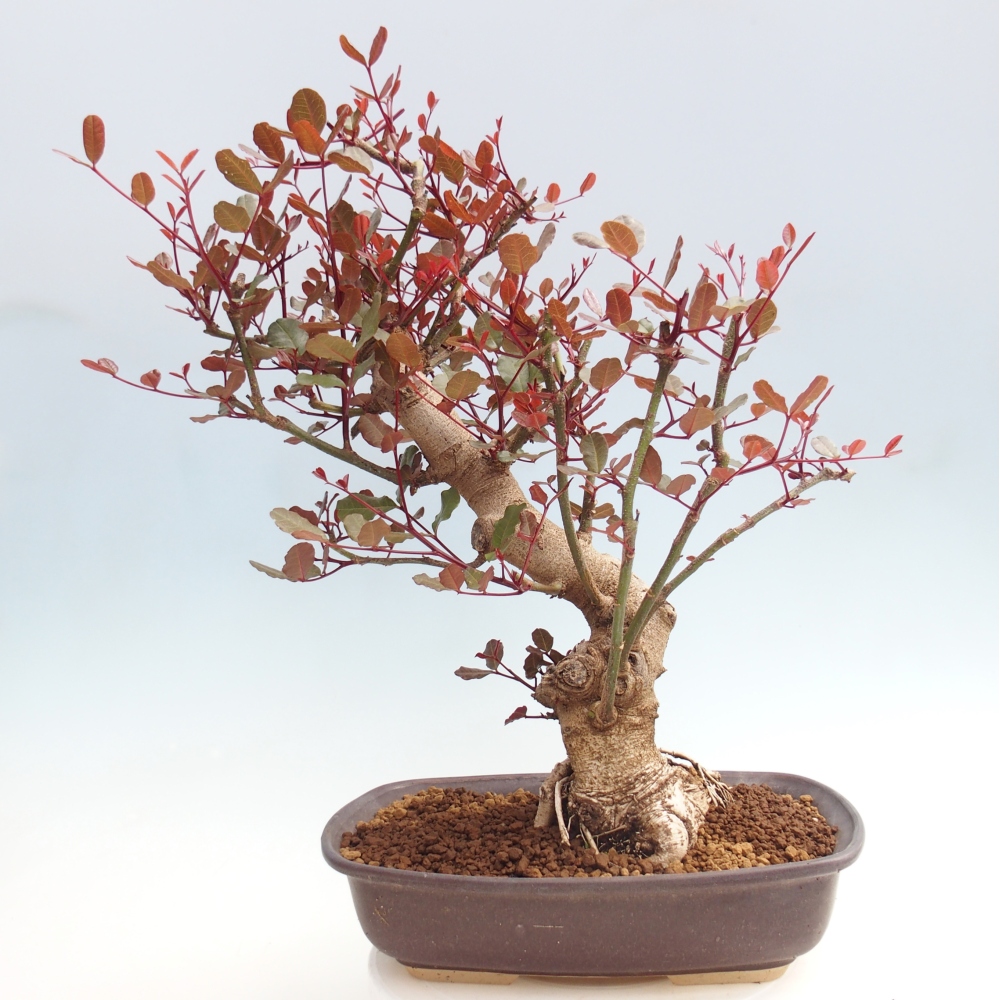 Pokój bonsai - Rohovnik tymczasowy, svatojansky bread-Ceratonia sp.