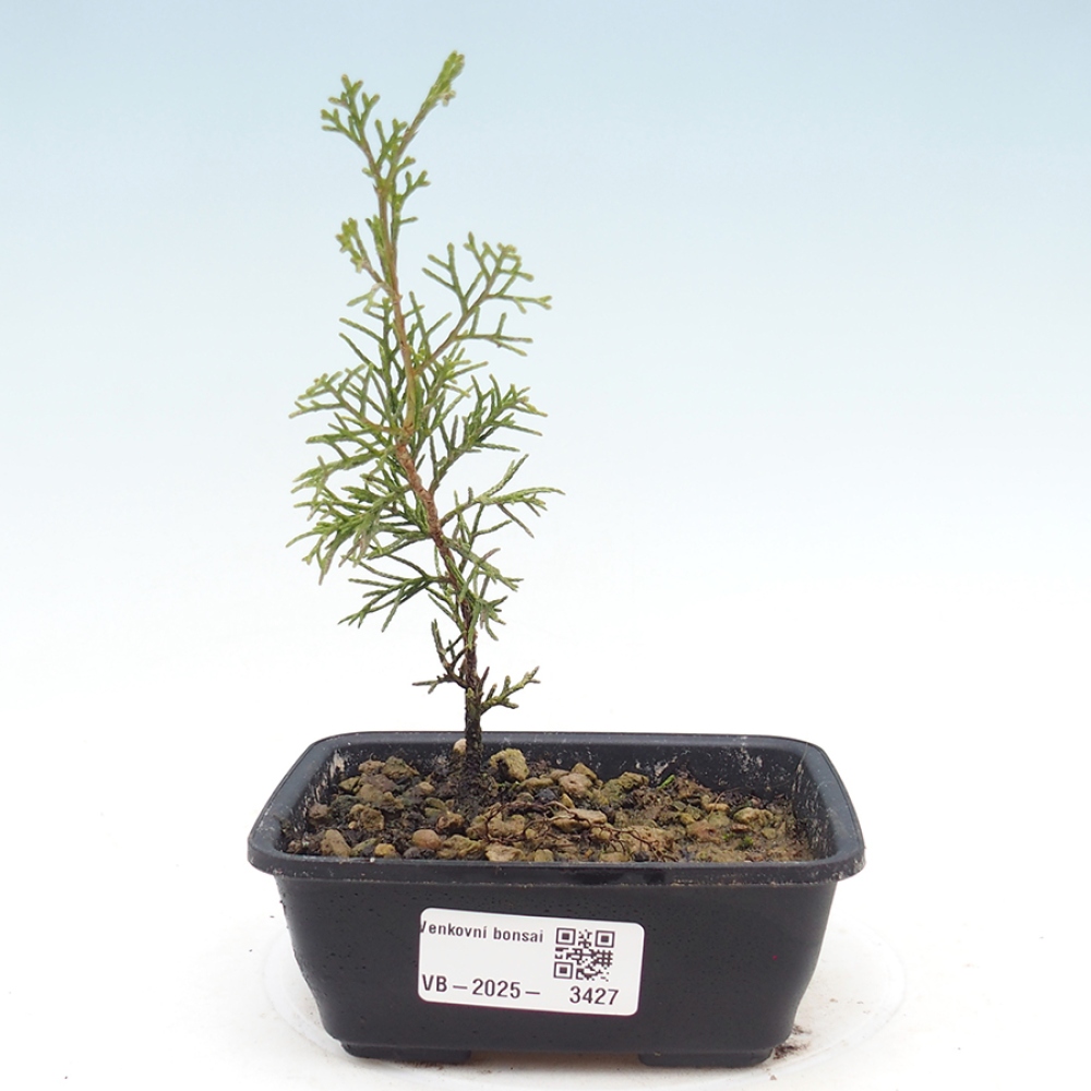 Outdoor bonsai - Juniperus chinensis Itoigawa