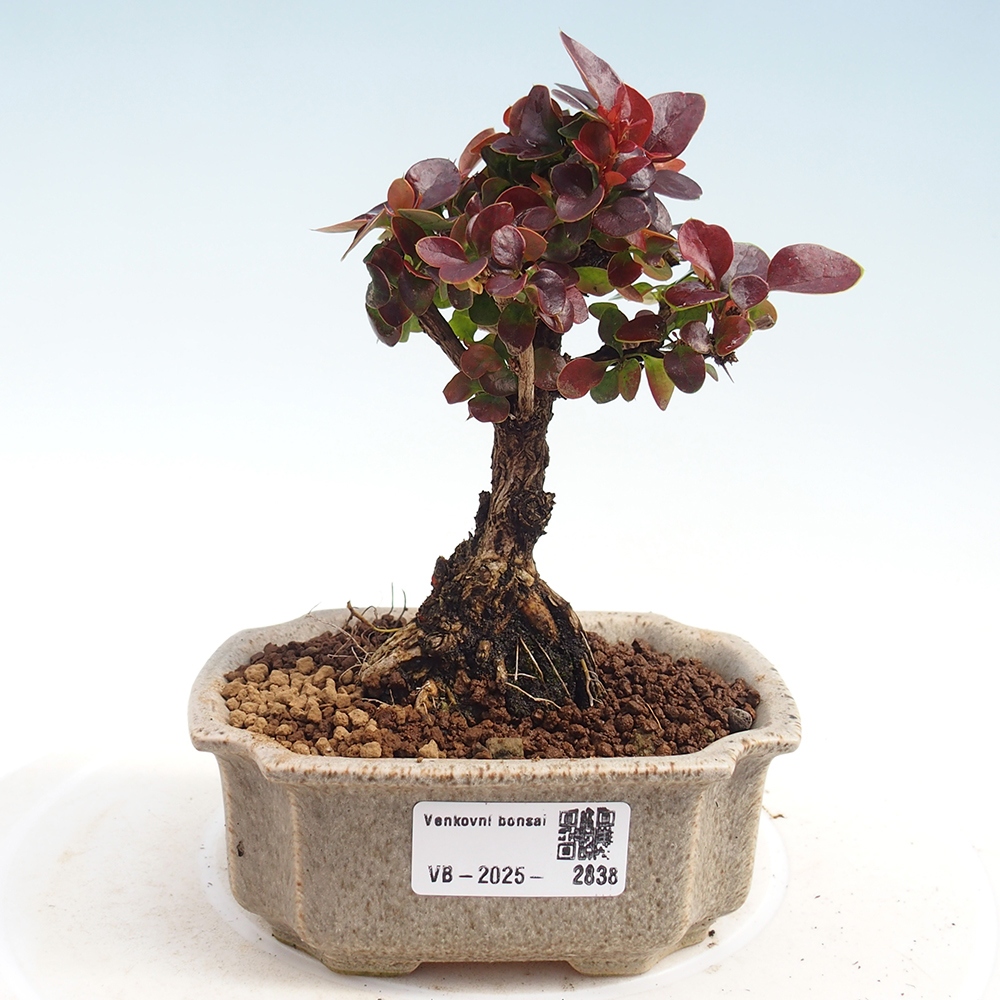 Bonsai zewnętrzne - Berberis Thunbergii Bagatelle
