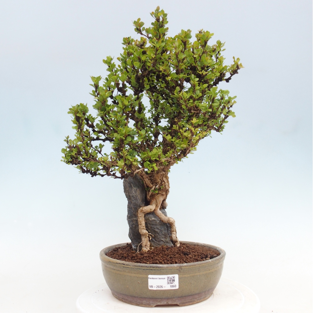 Bonsai zewnętrzne - Berberis coreana