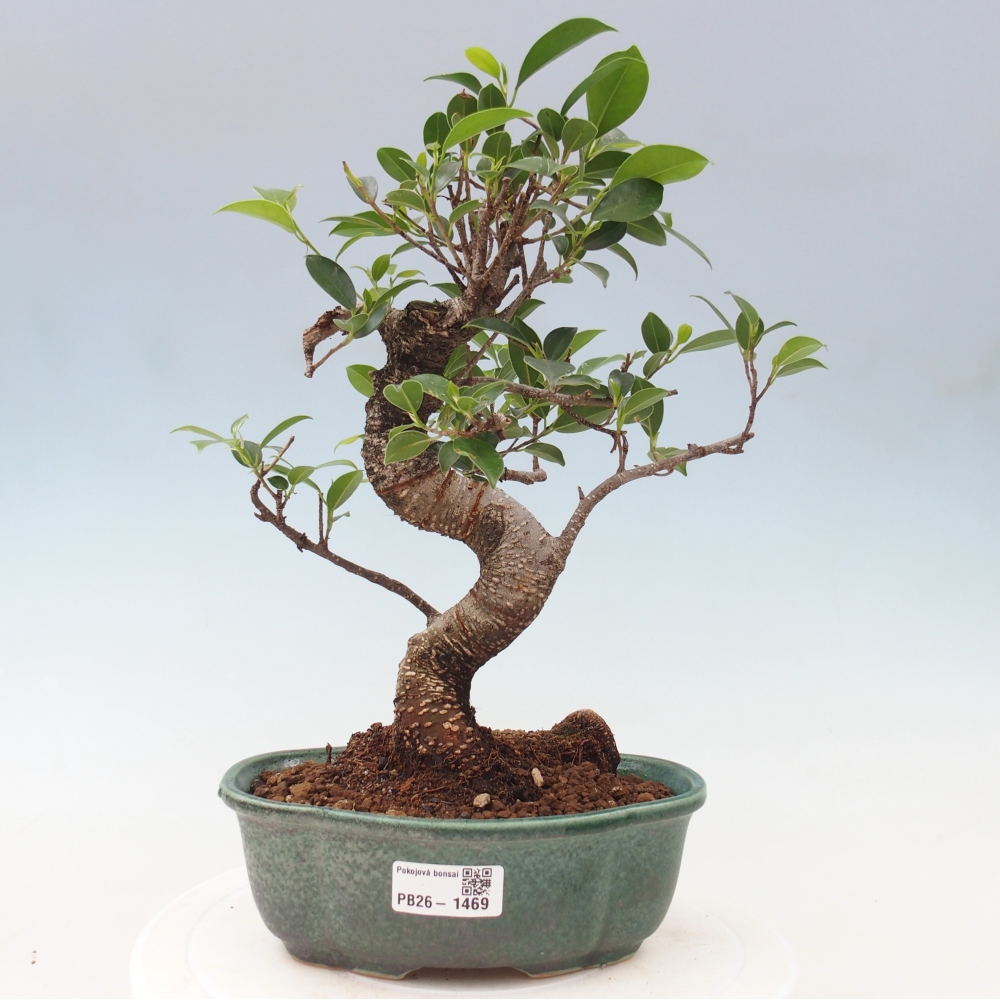 Pokój bonsai - Ficus retusa - figowiec drobnolistny