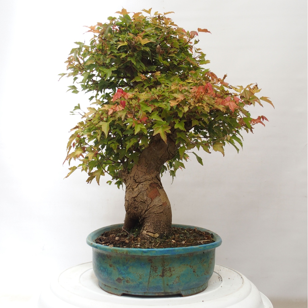 Outdoor bonsai - Maple Buergerianum - Burger Maple