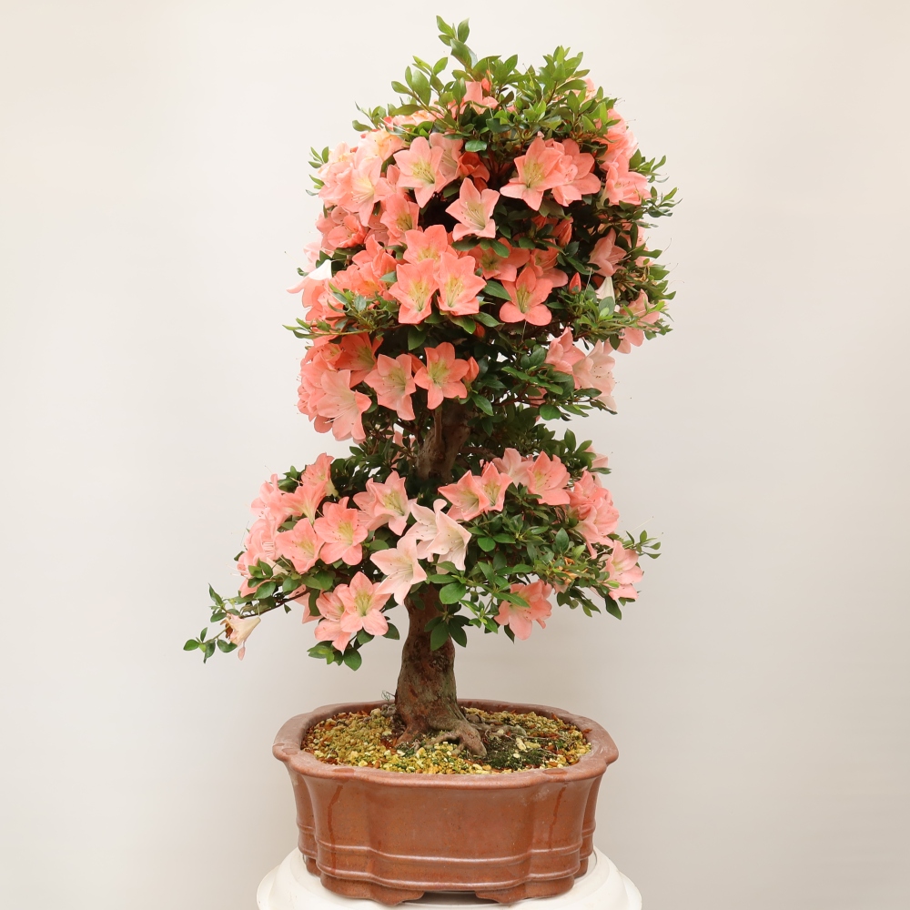 Outdoor bonsai - Azalia japońska - Azalia Sansai