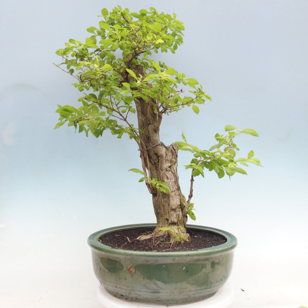 Bonsai pokojowe - Duranta erecta Aurea - WYŁĄCZNIE ODBIÓR OSOBISTY lub transport paletowy