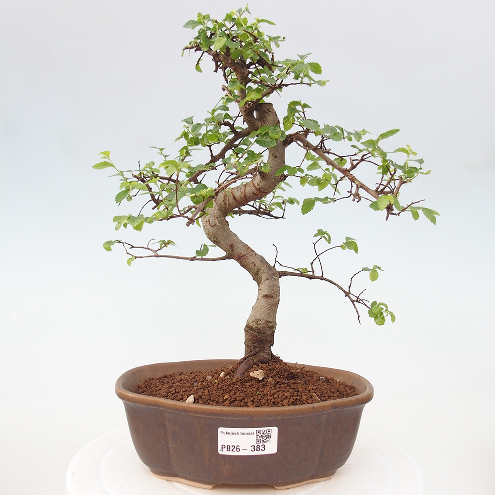 Pokój bonsai - Ulmus parvifolia - Wiąz drobnolistny