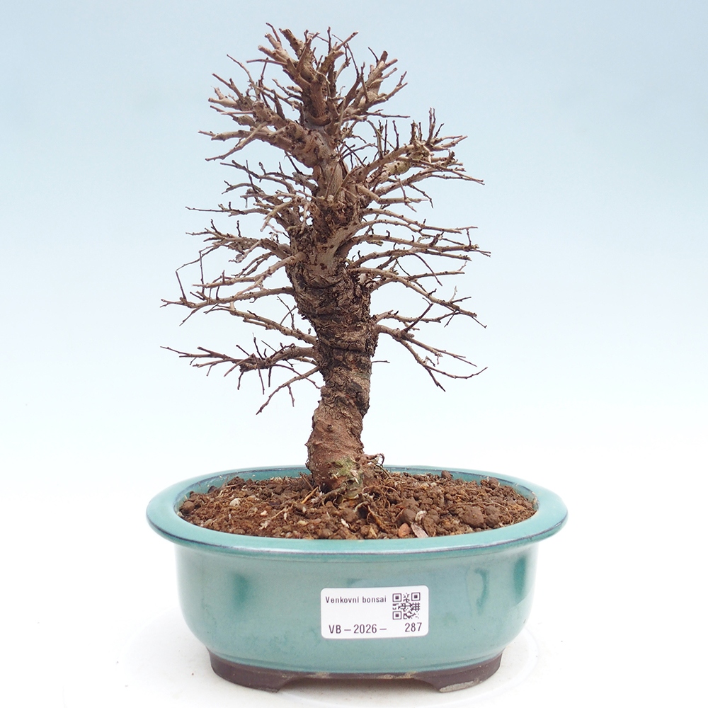 Bonsai zewnętrzne - Zelkova - Zelkova NIRE