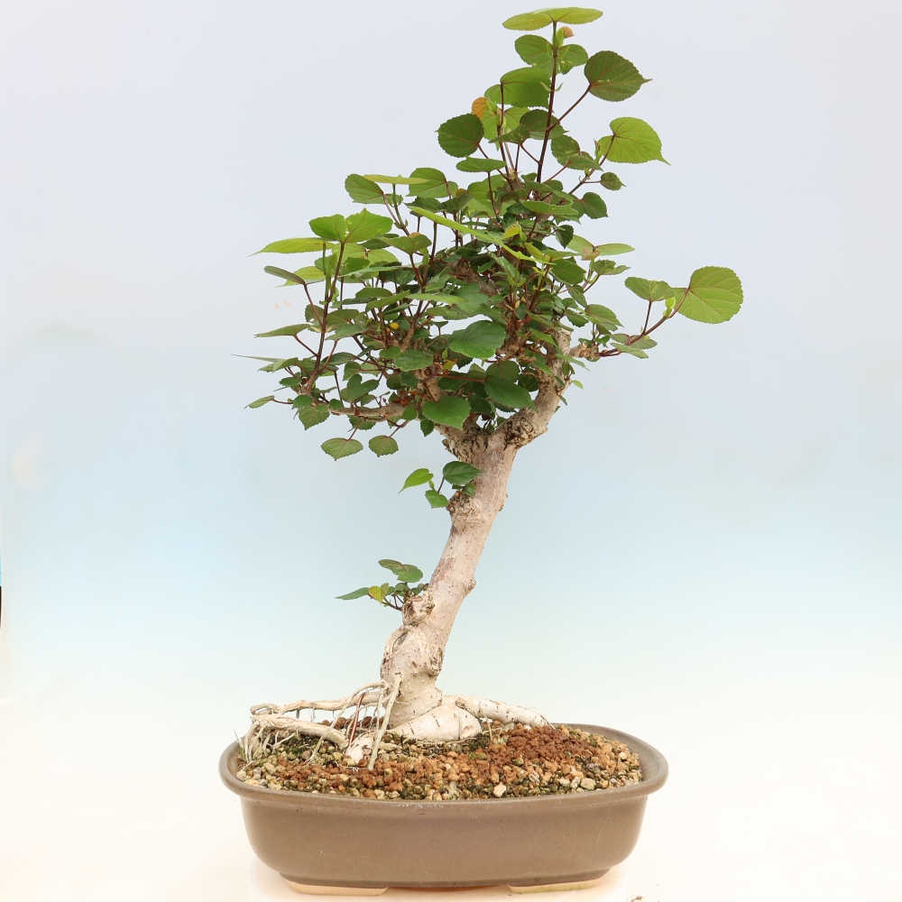 Bonsai domowe - Hibiscus tiliaceus - Hibiskus morski