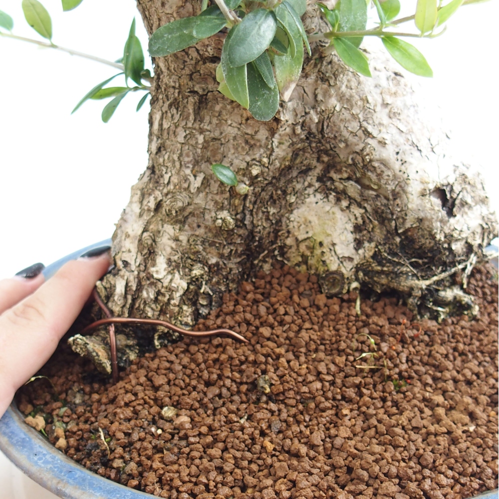 Kryte bonsai - Olea europaea sylvestris - Europejska oliwa z małych liści