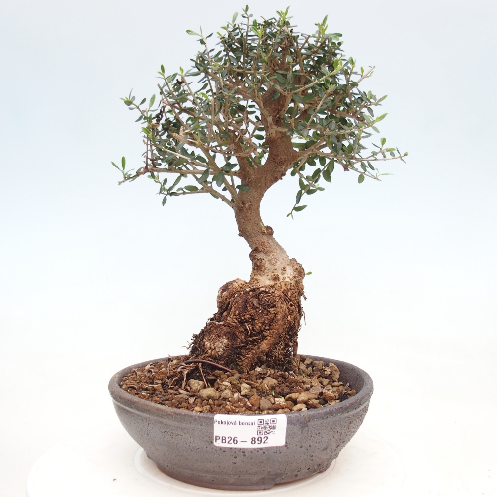Bonsai do wnętrz - Olea europaea sylvestris