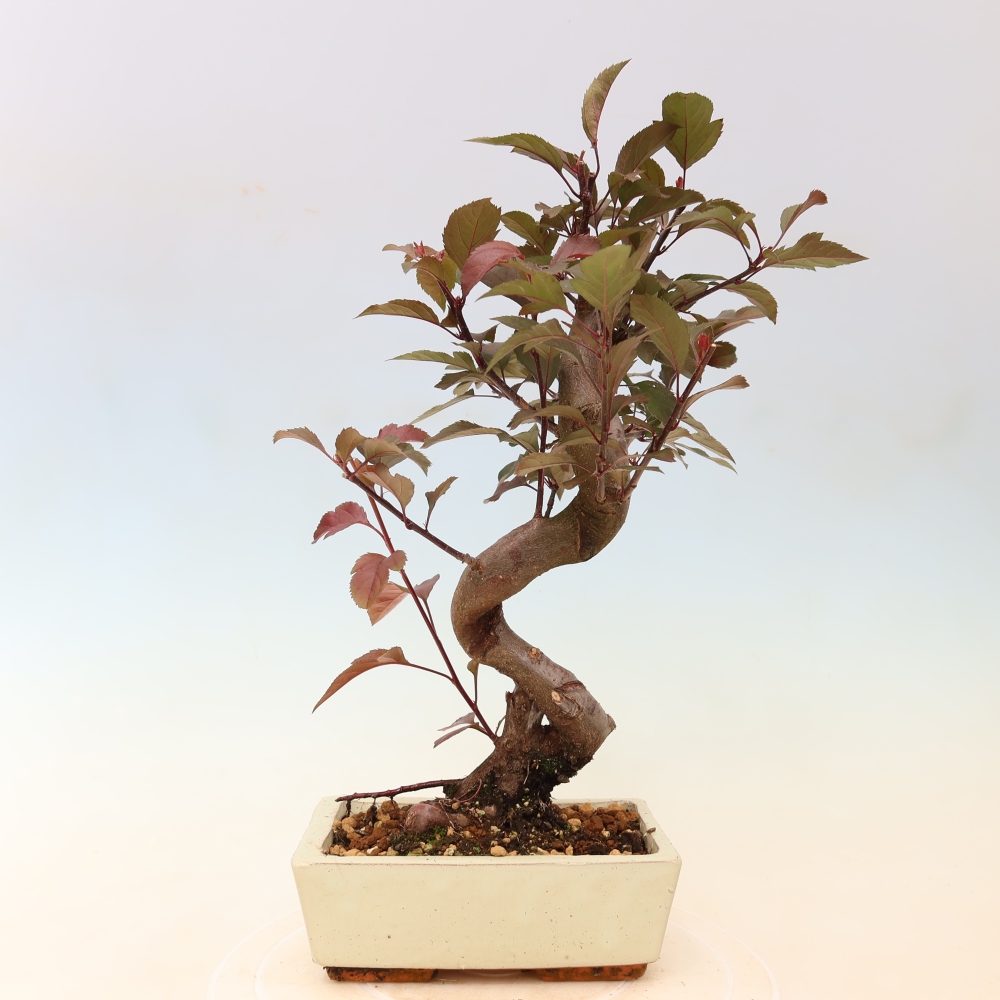 Outdoor bonsai - Malus domestica - Jabłoń czerwonolistna o małych owocach