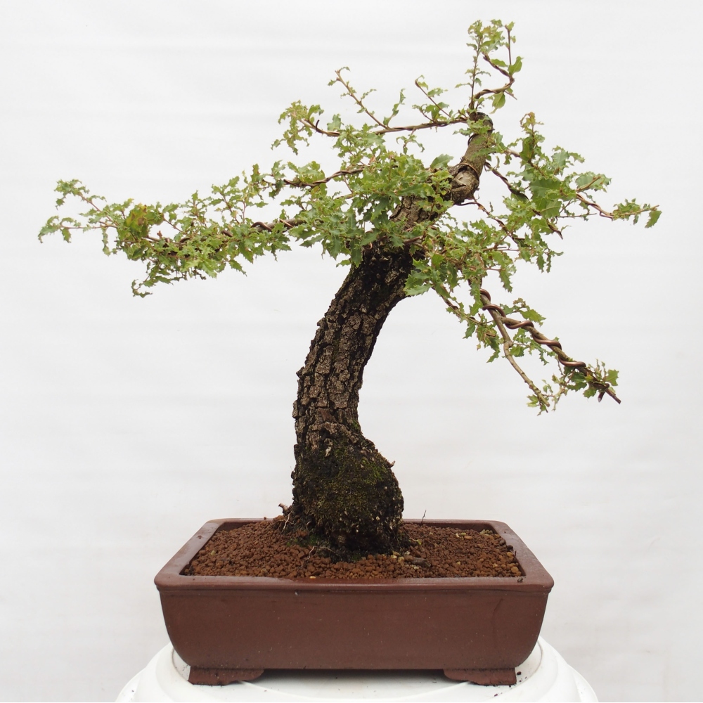 Yamadori - Quercus Ilex - Dąb ostrokrzewowy