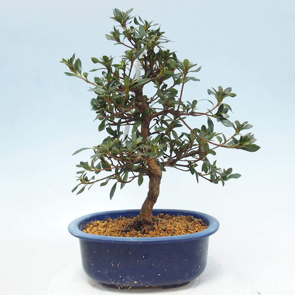 Bonsai zewnętrzne - Azalia japońska - Azalia Shinsei