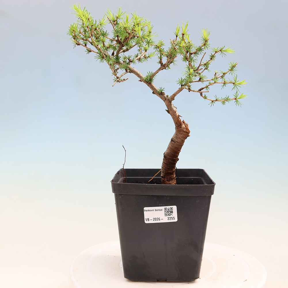 Bonsai zewnętrzne - Larix decidua - Modrzew