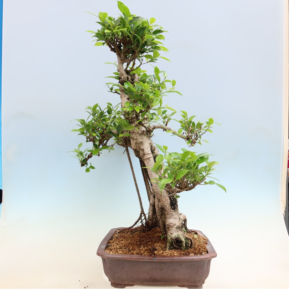 Pokój bonsai - Ficus kimmen - figowiec drobnolistny