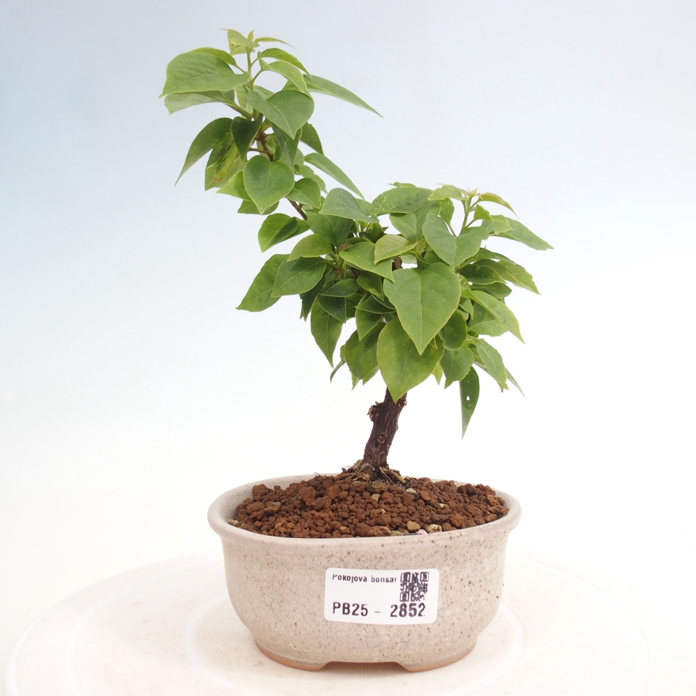 Bonsai do wnętrz - Bouganwilea