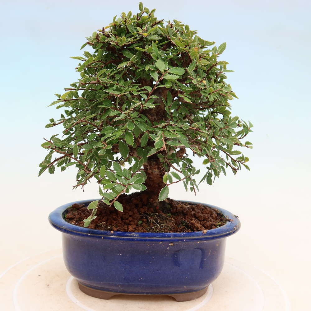 Bonsai zewnętrzne - Zelkova - Zelkova NIRE