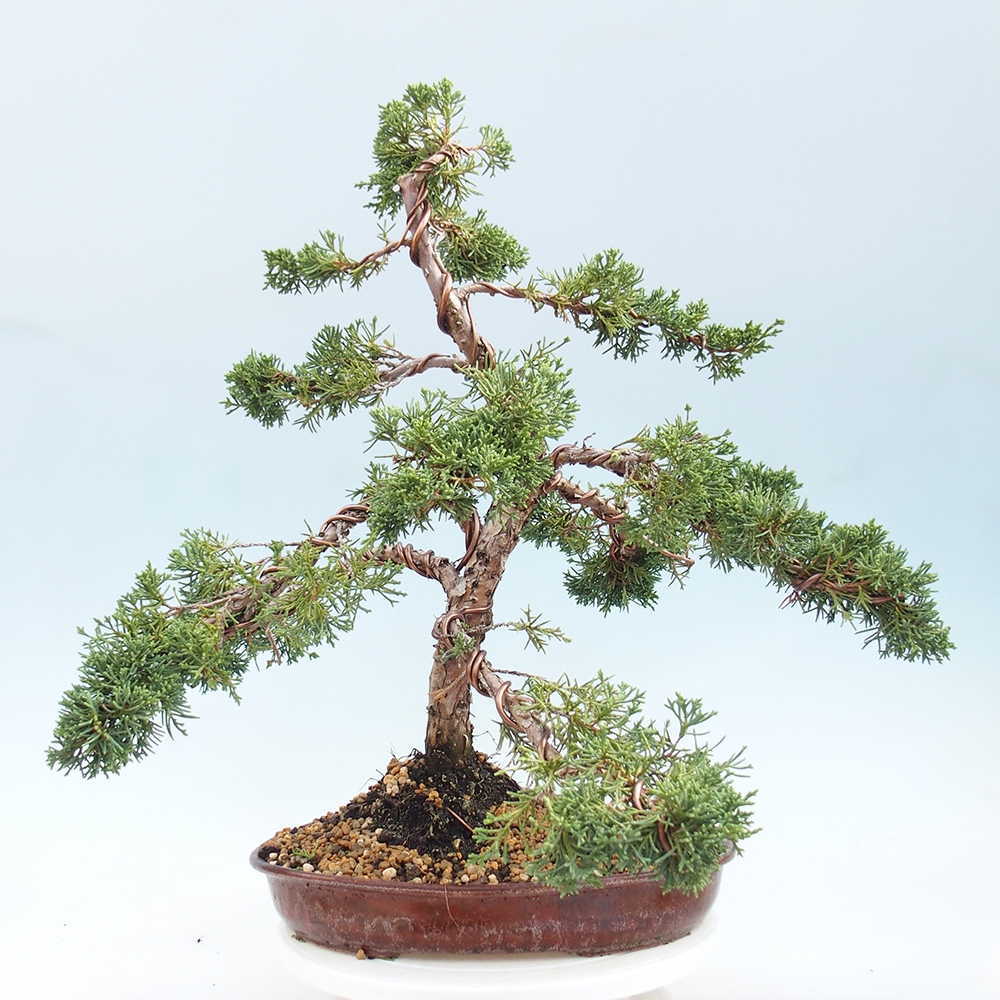 Outdoor bonsai - Juniperus chinensis Kishu - chiński jałowiec