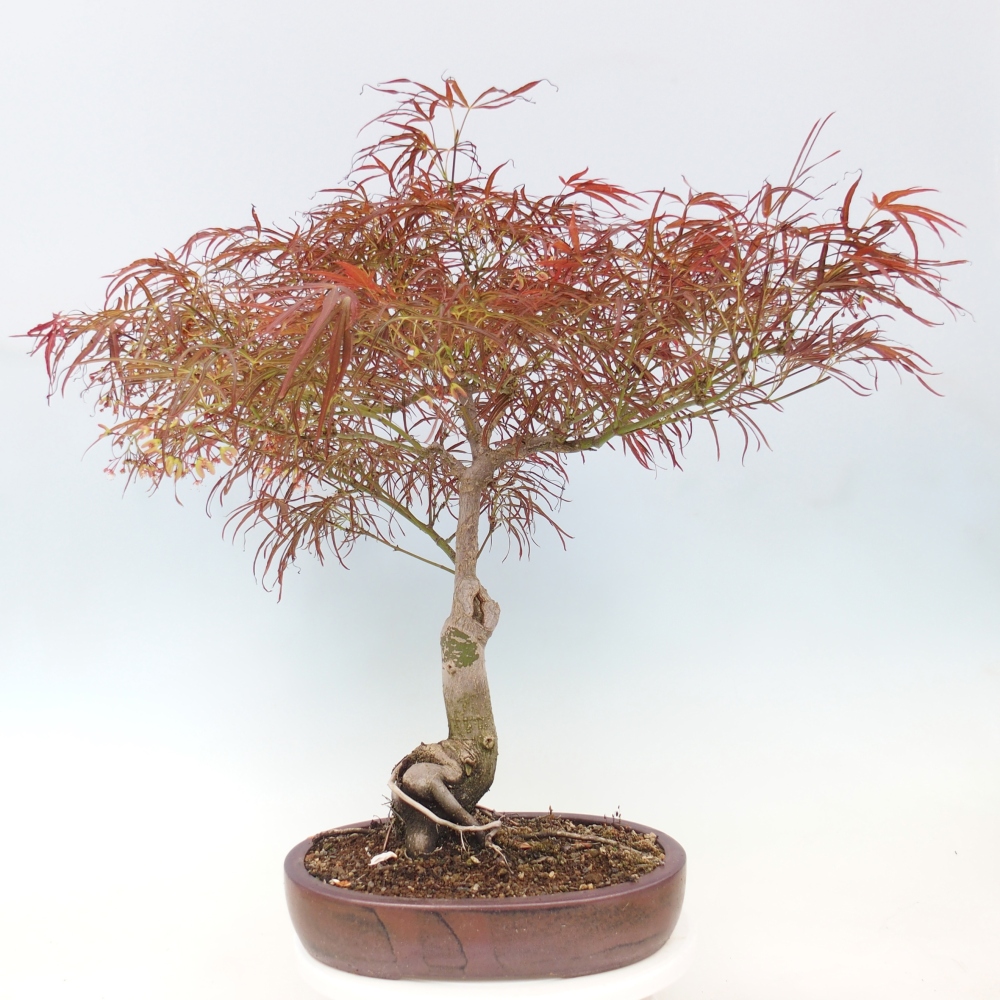 Bonsai zewnętrzne - Acer palmatum RED PYGMY