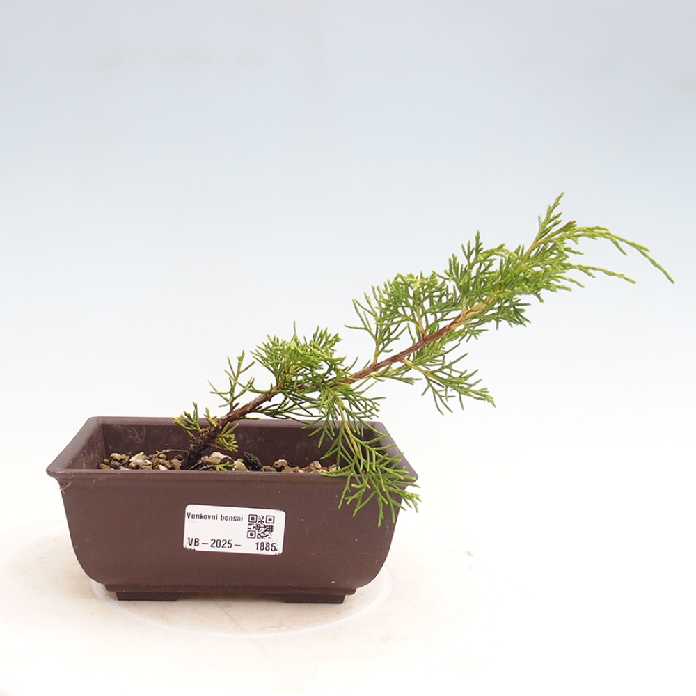Outdoor bonsai - Juniperus chinensis Itoigawa - Jałowiec chiński