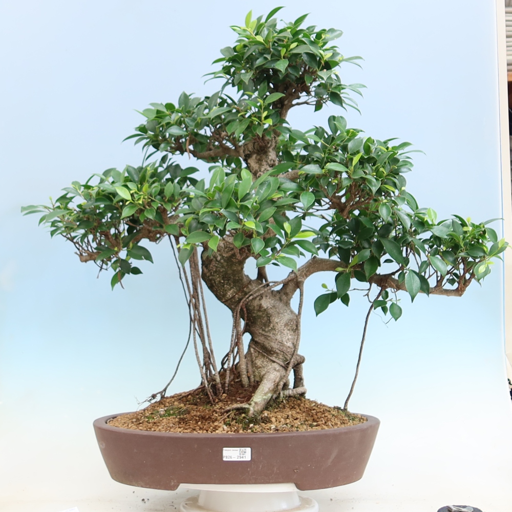 Pokój bonsai - Ficus kimmen - figowiec drobnolistny