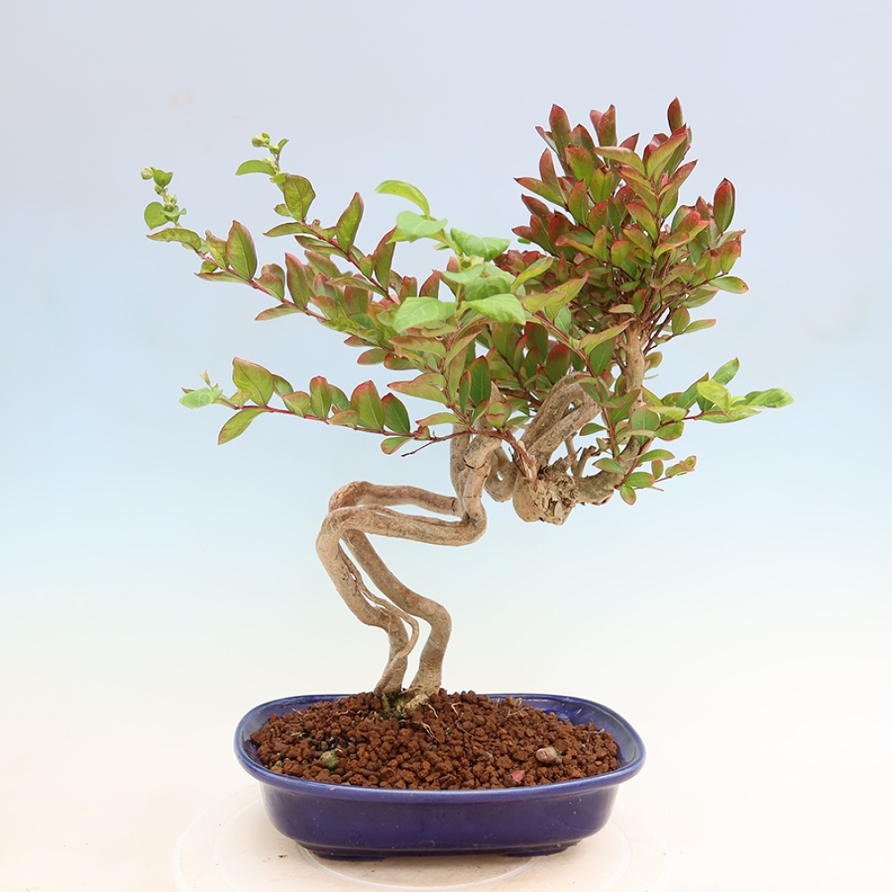 Bonsai pokojowe – Lagerstroemia indica – bz indyjski